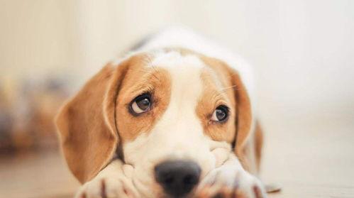 娱乐吃瓜酱小狗被卖