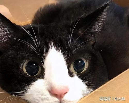 娱乐吃瓜酱奶牛猫